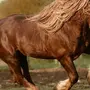 Лошадь тяжеловоз