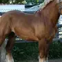 Лошадь тяжеловоз