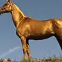 Ахалтекинская Лошадь