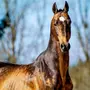 Ахалтекинская Лошадь