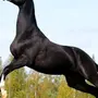 Ахалтекинская лошадь