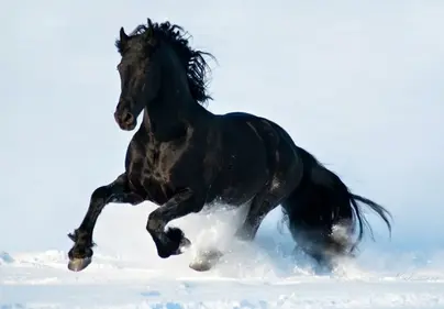 Фризская лошадь