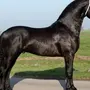 Фризская Лошадь