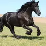 Фризская Лошадь