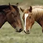 Лошади В Хорошем Качестве