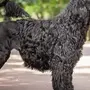 Португальская собака