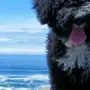 Португальская Собака