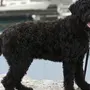 Португальская собака