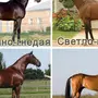 Виды лошадей