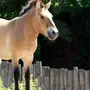 Лошадь пржевальского