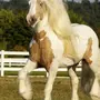 Самые красивые лошади в мире