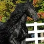 Самые Красивые Лошади В Мире