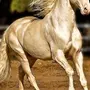Самые Красивые Лошади В Мире