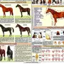 Породы лошадей с картинками