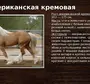 Породы лошадей с картинками