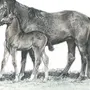 Лошадь В Поле Рисунок