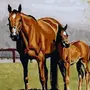 Лошадь в поле рисунок