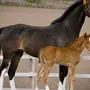 Самая дорогая лошадь в мире