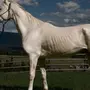 Самая Дорогая Лошадь В Мире