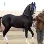 Самая Дорогая Лошадь В Мире