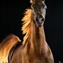 Самая дорогая лошадь в мире