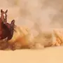Лошадь В Движении