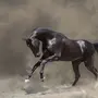 Лошадь в движении