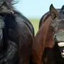 Лошадь смеется
