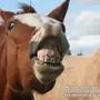 Лошадь смеется