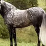 Окрас лошадей