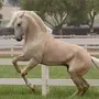 Окрас лошадей