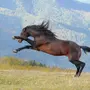 Бегущая лошадь