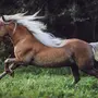 Бегущая Лошадь