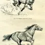 Лошадь в движении рисунок