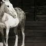 Долговязая Лошадь