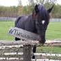 Тыгыдымский Конь