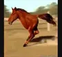 Тыгыдымский конь