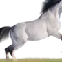 Лошадь на белом фоне