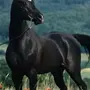 Лошадь Картинки