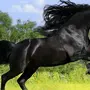 Лошадь Картинки
