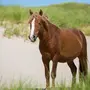 Лошадь картинки