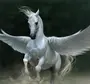 Пегас лошадь