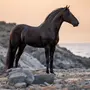 Черная Лошадь