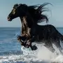 Черная лошадь