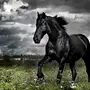 Черная Лошадь