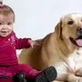 Собака картинки для детей