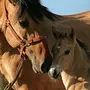 Лошадь с жеребенком