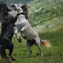 Лошадь на дыбах