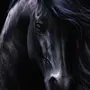 Черные лошади