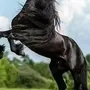Черные Лошади